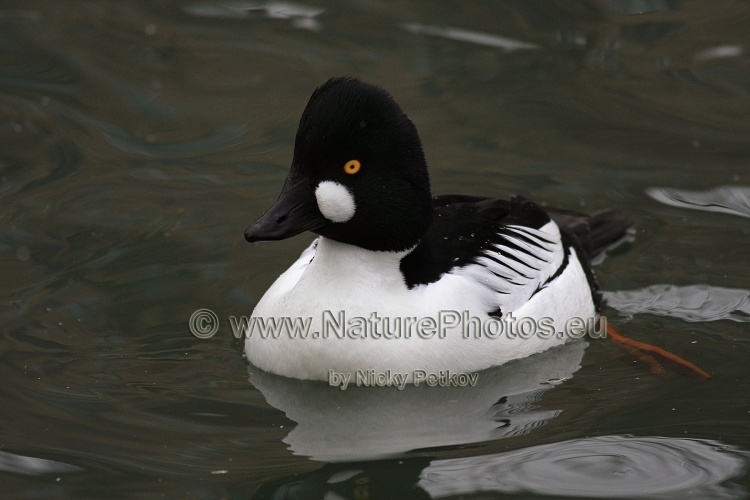 WildLife Photos of Birds, Geese, Ducks & others, Common Goldeneye, Bucephala clangula